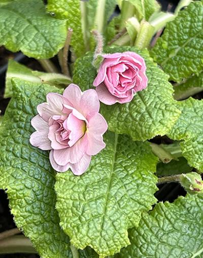 Primula Sue Jervis