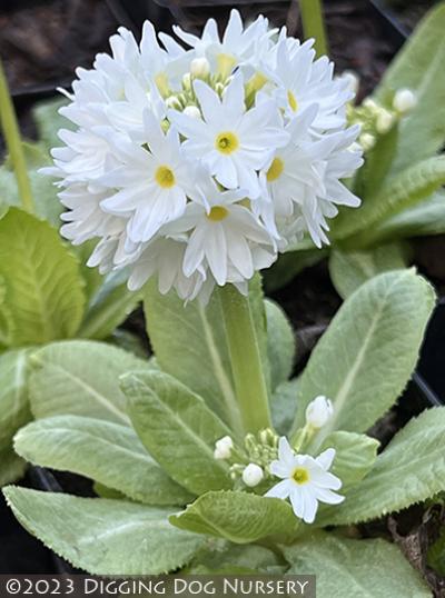 Primula denticulata