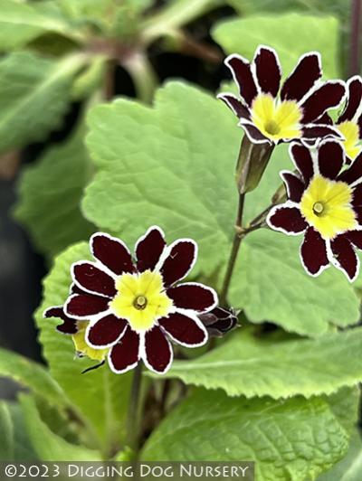 Primula elatior ‘Victorian Silver Lace Black’