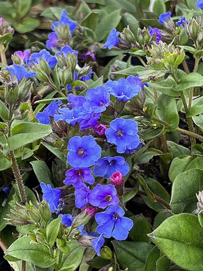 Pulmonaria angustifolia Blaues Meer