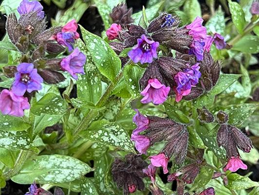 Pulmonaria ‘Silver Bouquet’