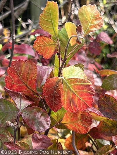 Rhus aromatica ‘Gro-Low’