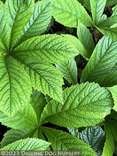 Rodgersia pinnata Elegans