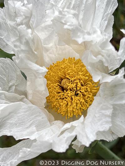 Romneya coulteri