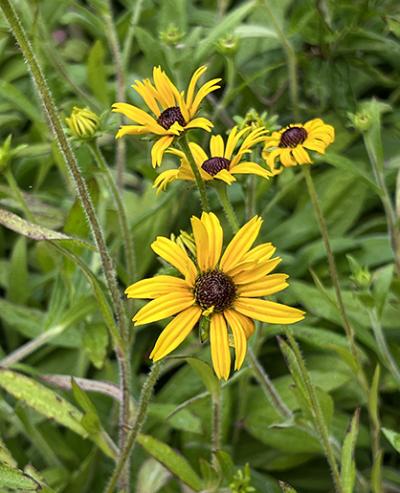 Rudbeckia ‘American Gold Rush’