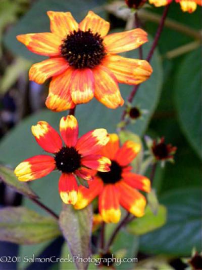 Rudbeckia triloba Prairie Glow