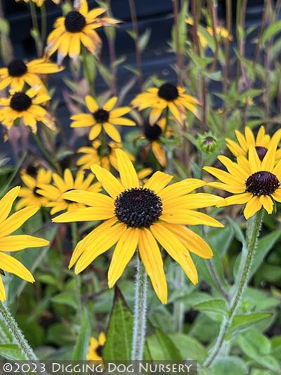 Rudbeckia fulgida