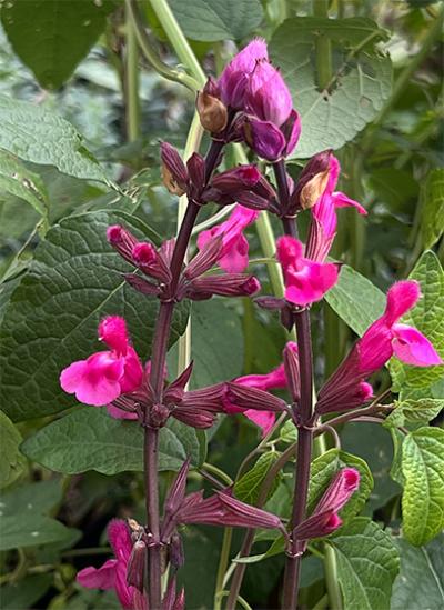 Salvia involucrata Mulberry Jam