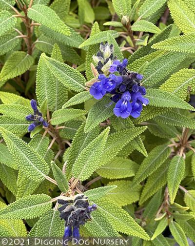 Salvia corrugata