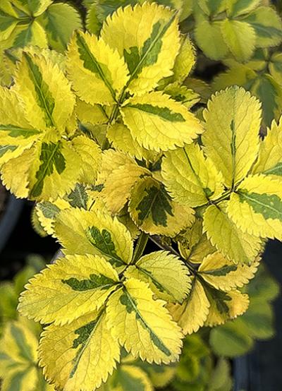 Sambucus nigra Madonna