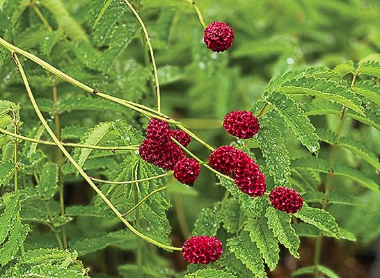 Sanguisorba officinalis ‘Arnhem’