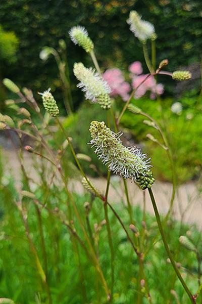 Sanguisorba Burr Blanc