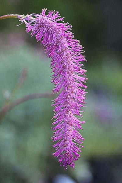 Sanguisorba hakusanensis Lilac Squirrel