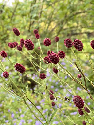 Sanguisorba officinalis ‘Martins Mulberry’