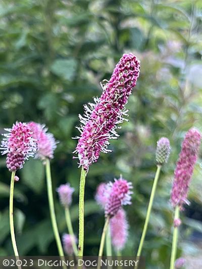 Sanguisorba ‘Pink Tanna’