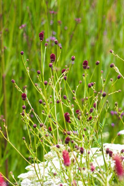 Sanguisorba officinalis Tanna