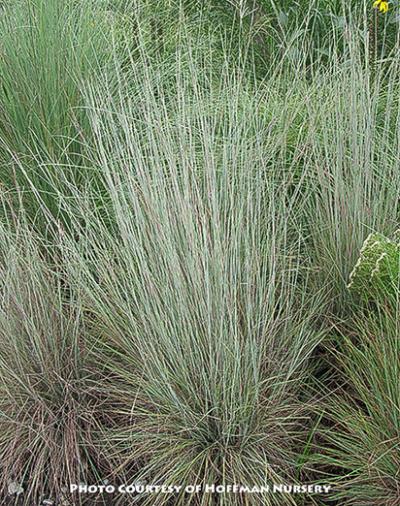 Schizachyrium scoparium Prairie Blues