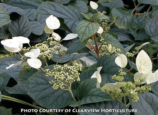 Schizophragma hydrangeoides Moonlight