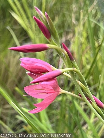 Schizostylis coccinea ‘Zeal Salmon’