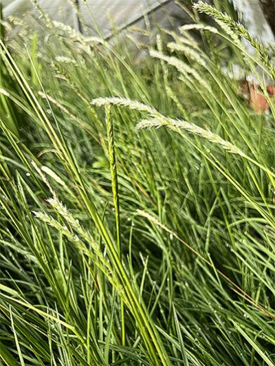 Sesleria autumnalis