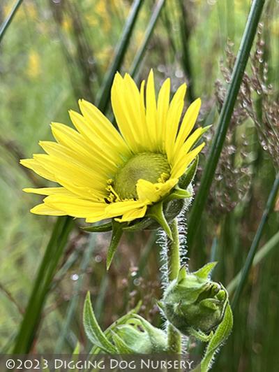 Silphium laciniatum