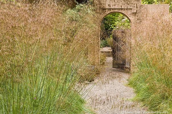 Stipa gigantea