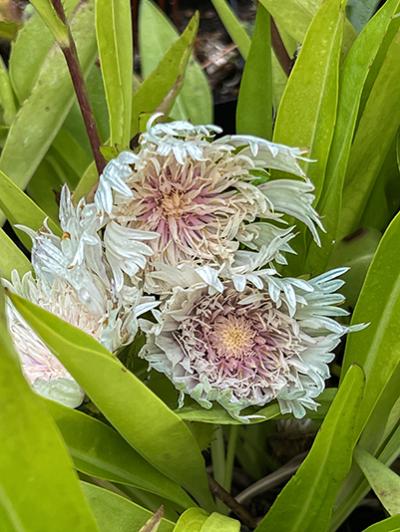 Stokesia laevis ‘Mary Gregory’