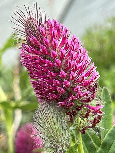 Trifolium rubens