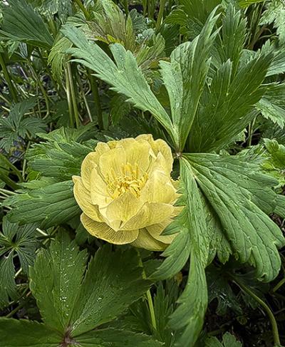 Trollius cultorum ‘New Moon’