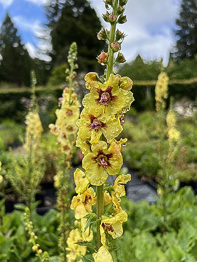 Verbascum Cotswold Queen