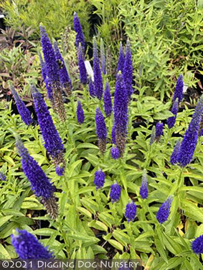 Veronica spicata ‘Royal Candles’