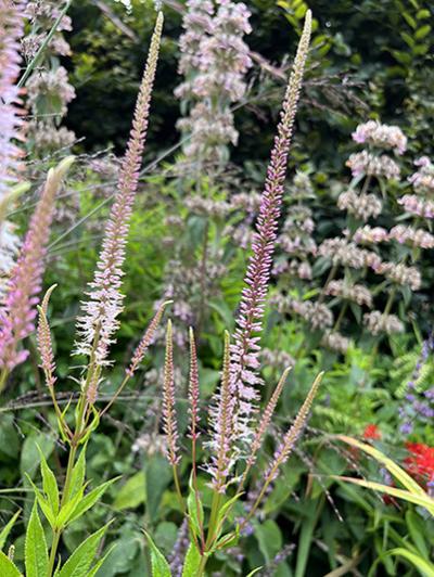 Veronicastrum virginicum f. roseum ‘Pink Glow’