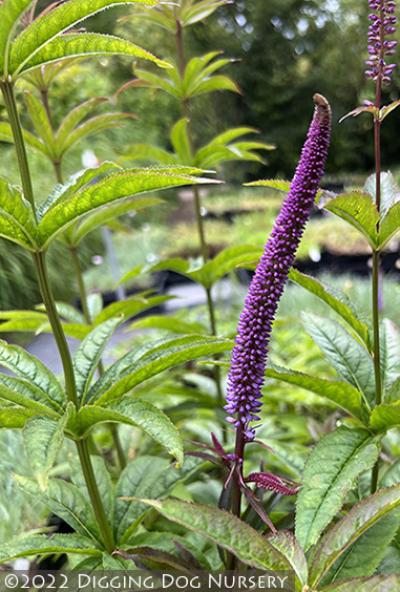 Veronicastrum sibiricum ‘Red Arrows’