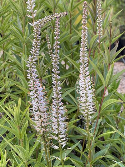 Veronicastrum virginicum ‘Album’