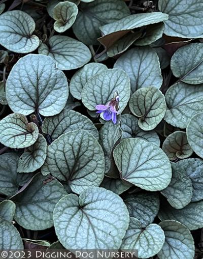 Viola walteri ‘Silver Gem’