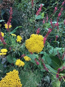 <em>Achillea filipendulina</em>  ‘Parkers Variety’