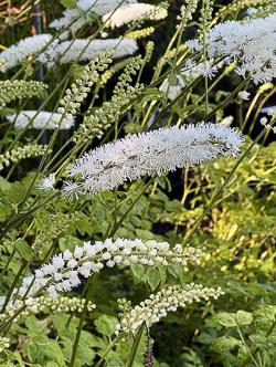 <i>Actaea simplex</i> var. <i>matsumurae</i> ‘White Pearl’