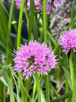 <i>Allium</i> ‘Millenium’