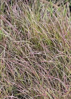 <i>Andropogon ternarius</i> ‘Black Moutain’