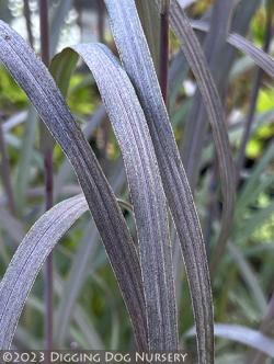 <i>Andropogon gerardii</i> ‘Holy Smoke’