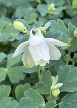<em>Aquilegia flabellata</em>  ‘White Angel’