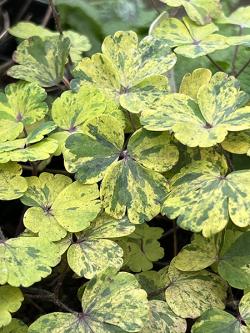 <i>Aquilegia vulgaris</i> ‘Leprechaun Gold’