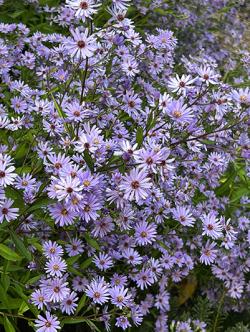 <i>Aster cordifolius</i> ‘Little Carlow’