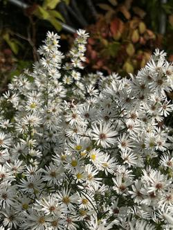 <i>Aster ericoides</i> ‘Monte Cassino’