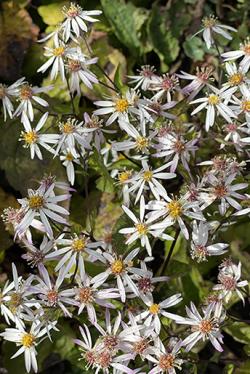 <i>Aster divaricatus</i>