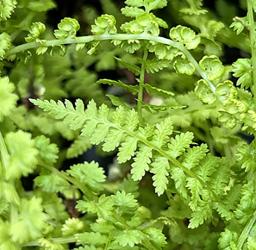 <i>Athyrium filix-femina</i> ‘Victoriae’