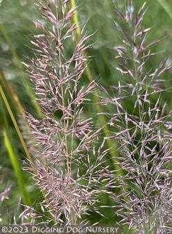 <i>Calamagrostis arundinacea</i> var. <i>brachytricha</i> ‘Caspian’