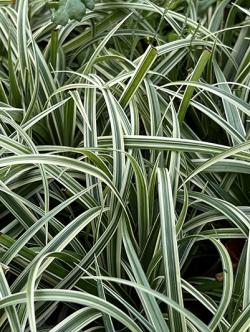 <i>Carex</i> ‘Silver Sceptre’