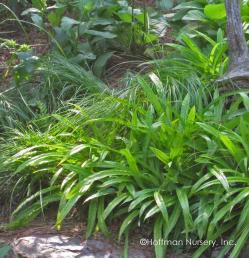 <i>Carex plantaginea</i>