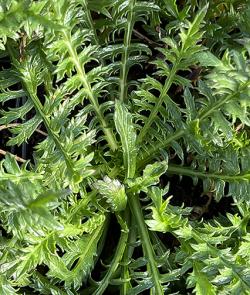 <i>Cephalaria galpiniana</i>